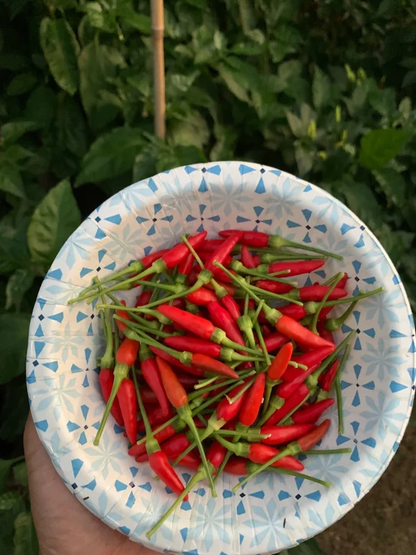 Xiêm Rừng Pepper Seeds - Vietnamese Bird Pepper - Open Pollinated