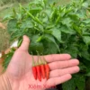 Xiêm Xanh Pepper Seeds - Vietnamese Bird Pepper - 10+ Seeds