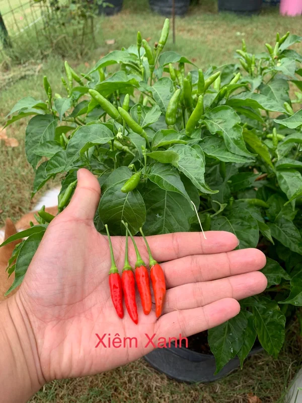 Xiêm Xanh Pepper Seeds - Vietnamese Bird Pepper - 10+ Seeds
