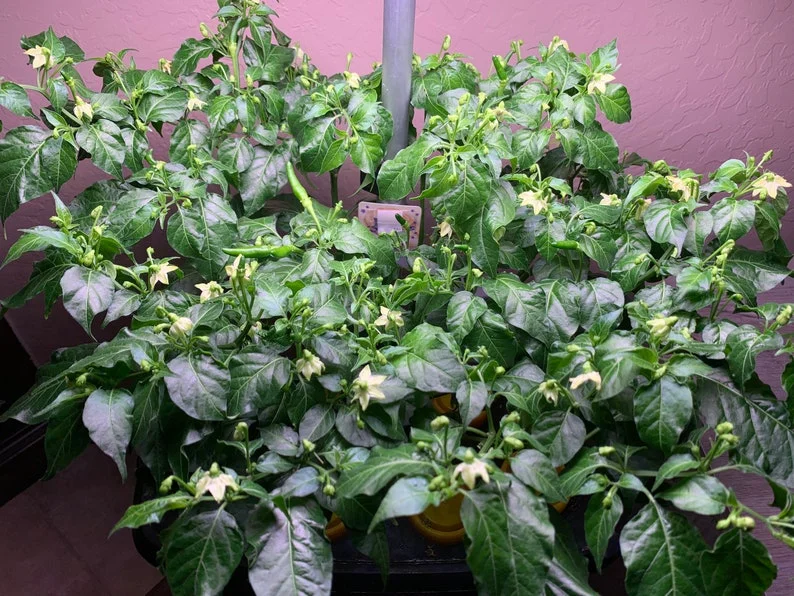 Xiêm Xanh Pepper Seeds - Vietnamese Bird Pepper - 10+ Seeds