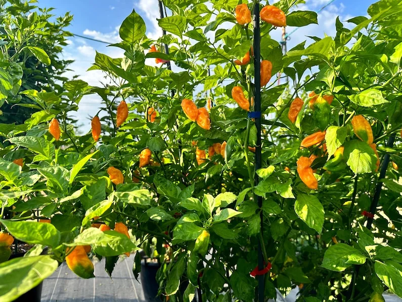 Yellow Ghost Pepper Seeds - Bhut Jolokia - Super Hot Pepper Seeds