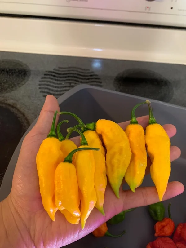 Yellow Ghost Pepper Seeds - Bhut Jolokia - Super Hot Pepper Seeds