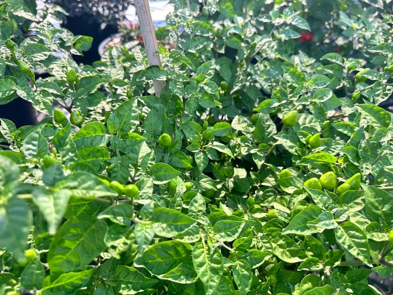 Yellow Jellybean Pepper Seeds - Hot Pepper Variety