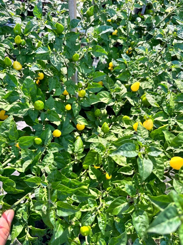 Yellow Jellybean Pepper Seeds - Hot Pepper Variety