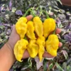 Yellow Knight Pepper Seeds - Hot Pepper Variety