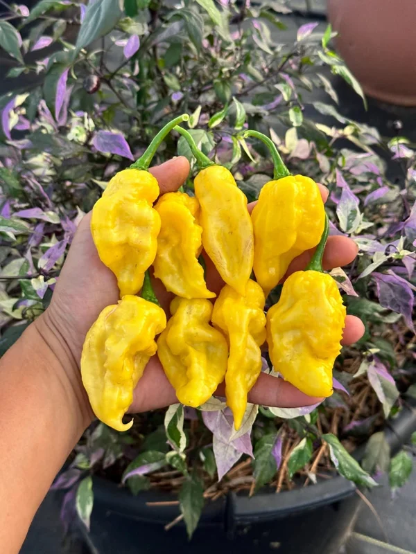 Yellow Knight Pepper Seeds - Hot Pepper Variety