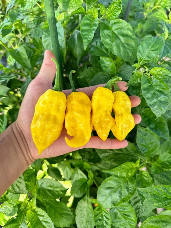 Yellow Knight Pepper Seeds - Hot Pepper Variety