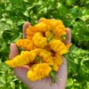 Yellow Murupi Pepper Seeds - Heirloom Variety - Garden Seeds