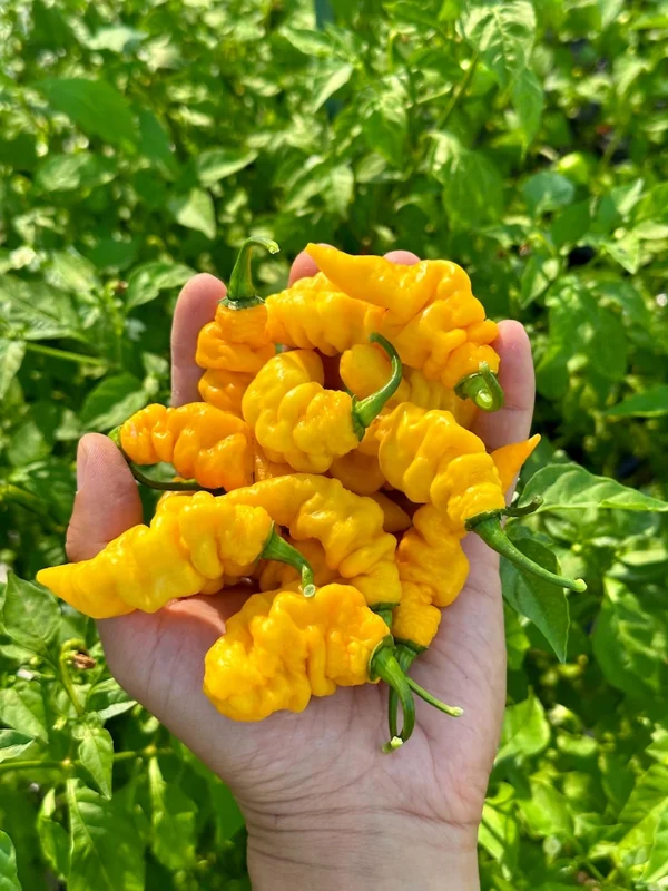 Yellow Murupi Pepper Seeds - Heirloom Variety - Garden Seeds