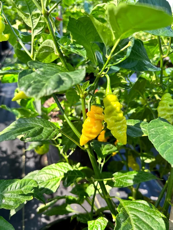 Yellow Murupi Pepper Seeds - Heirloom Variety - Garden Seeds