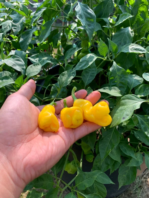 Yellow Peter Pepper Seeds - Medium Heat - Capsicum Annuum