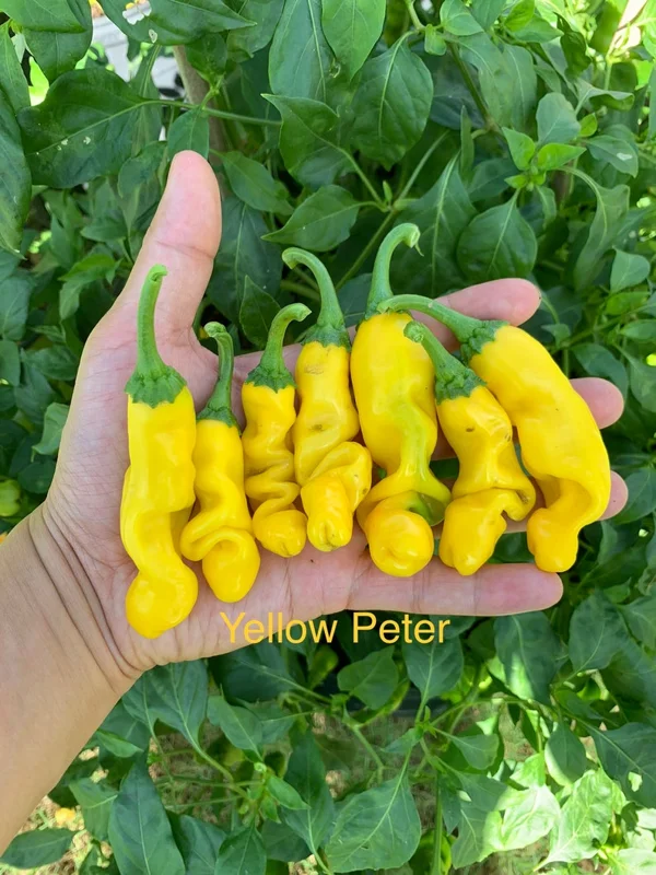 Yellow Peter Pepper Seeds - Medium Heat - Capsicum Annuum