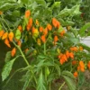Yellow UFO Pepper Seeds - Heirloom Variety for Home Gardens