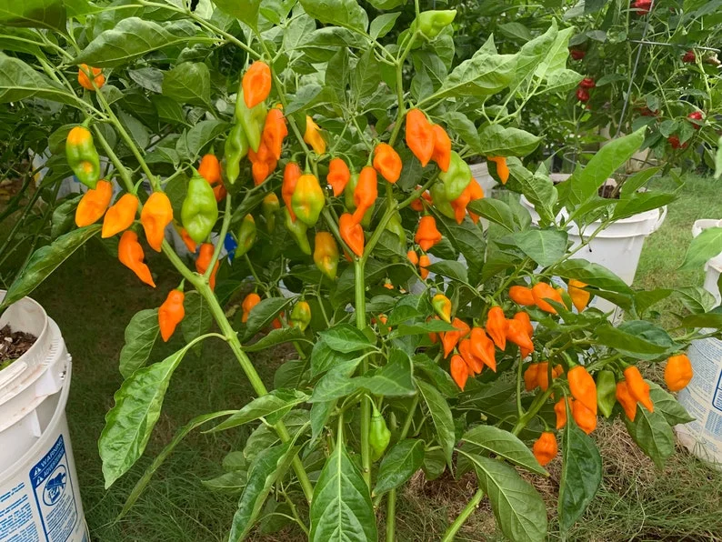 Yellow UFO Pepper Seeds - Heirloom Variety for Home Gardens