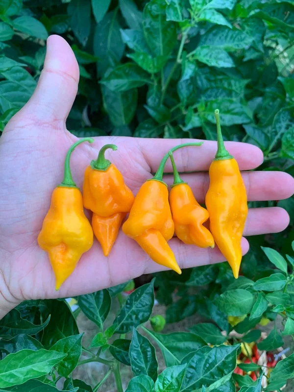Yellow UFO Pepper Seeds - Heirloom Variety for Home Gardens