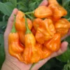 Zebrange Pepper Seeds - Heirloom Variety - Garden Ready
