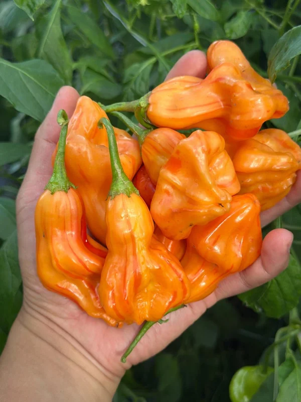 Zebrange Pepper Seeds - Heirloom Variety - Garden Ready