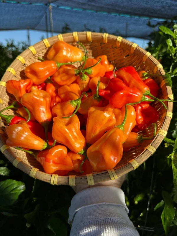 Zebrange Pepper Seeds - Heirloom Variety - Garden Ready