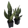 Zeylanica Snake Plant Sanseveria - 2 Plants - 3 Inch Pots - Easy Care Indoor