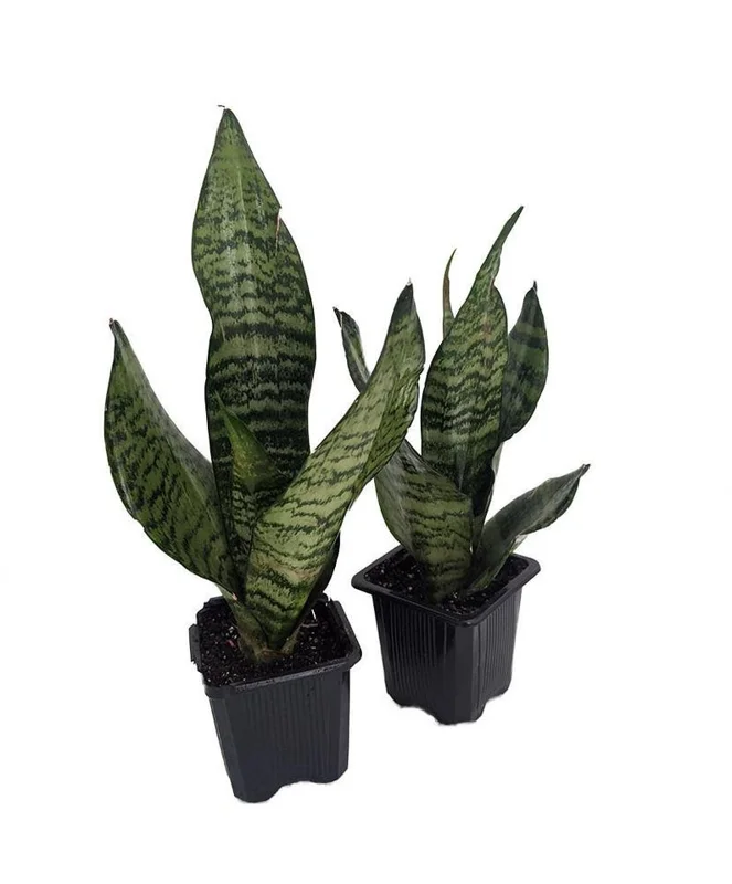Zeylanica Snake Plant Sanseveria - 2 Plants - 3 Inch Pots - Easy Care Indoor