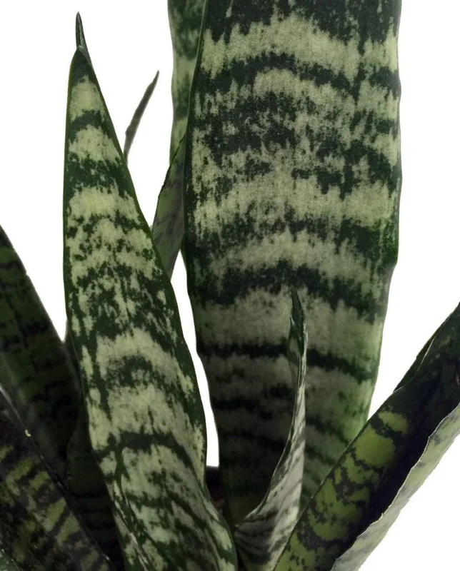 Zeylanica Snake Plant Sanseveria - 2 Plants - 3 Inch Pots - Easy Care Indoor
