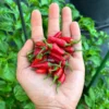 Zimbabwe Bird Eye Pepper Seeds - Hot Pepper - Garden Seeds