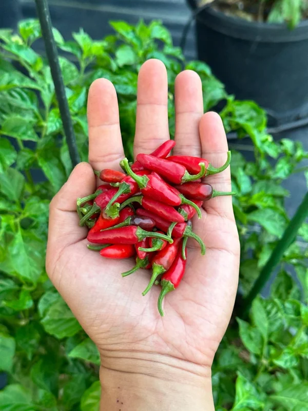 Zimbabwe Bird Eye Pepper Seeds - Hot Pepper - Garden Seeds