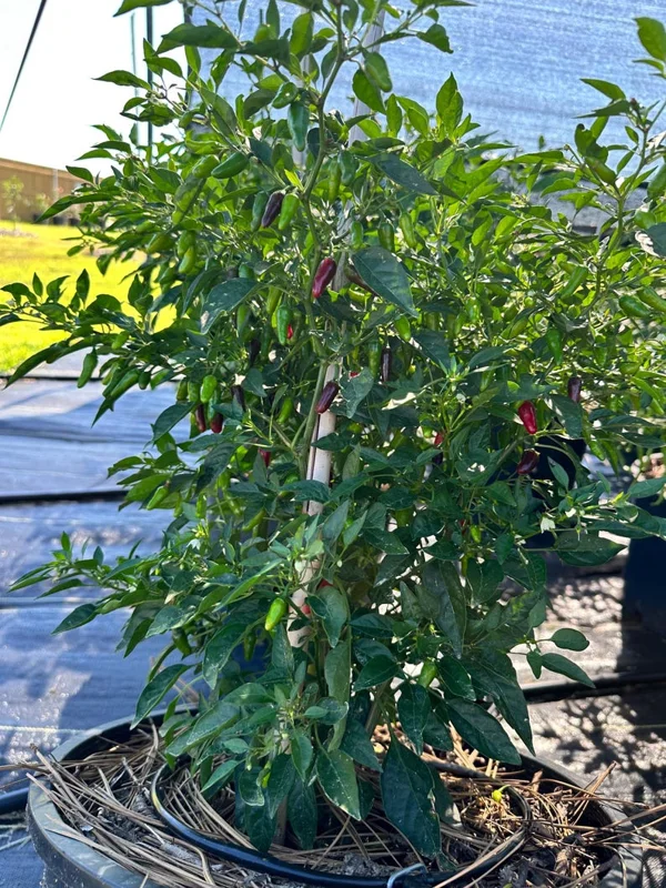 Zimbabwe Bird Eye Pepper Seeds - Hot Pepper - Garden Seeds