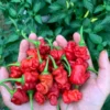 Zou-pi Pepper Seeds - Heirloom Vegetable Seeds