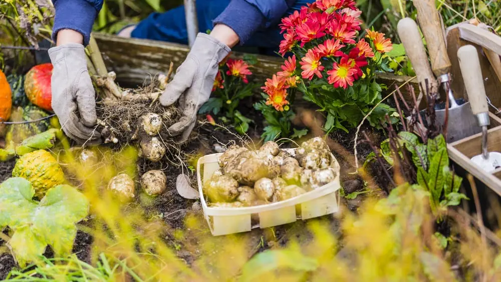 Best Companion Plants for Jerusalem Artichokes: Grow Better Crops