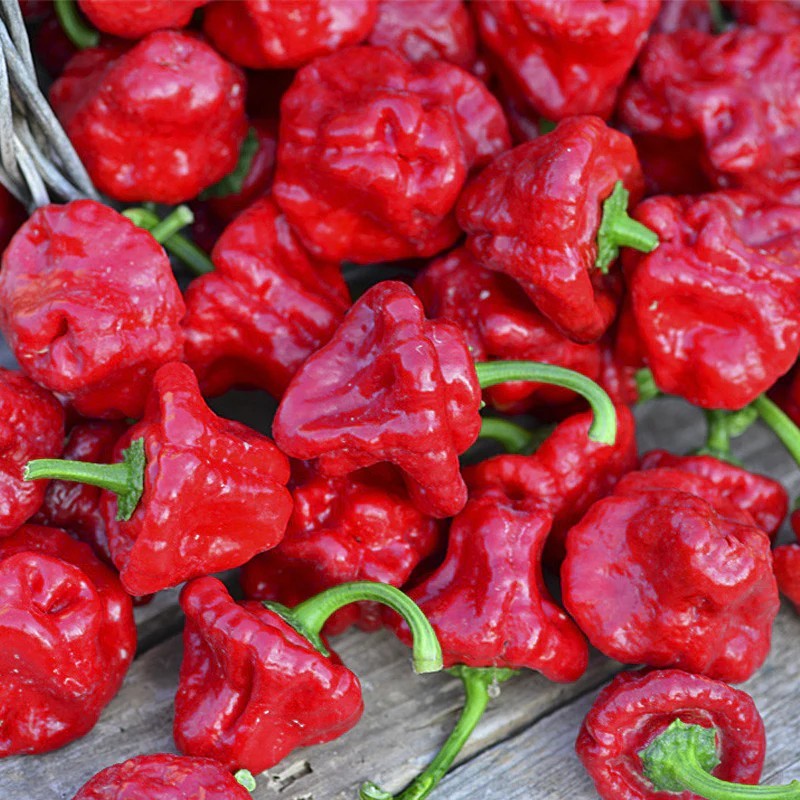 Jamaican Red Scotch Bonnet Pepper Seeds – Heirloom Variety
