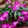 Christmas Cactus Live Plant – Schlumbergera – Indoor Plant – 6-8" Tall – 4" Pot - Image 1
