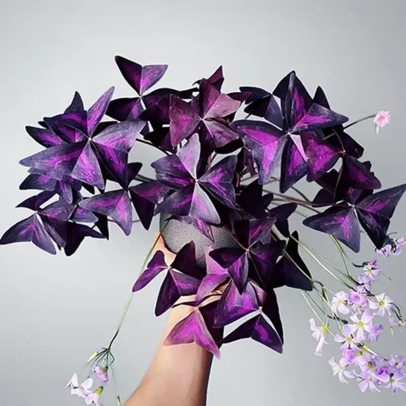 Oxalis Triangularis Purple Shamrock – Live Plant – 4-9 Inch – Indoor - Image 2