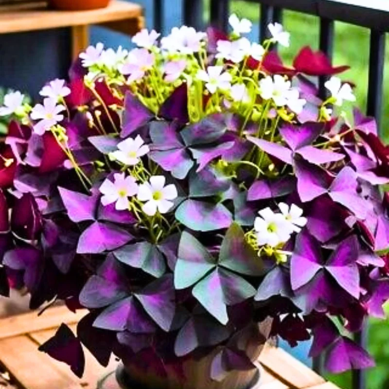 Oxalis Triangularis Purple Shamrock – Live Plant – 4-9 Inch – Indoor - Image 1