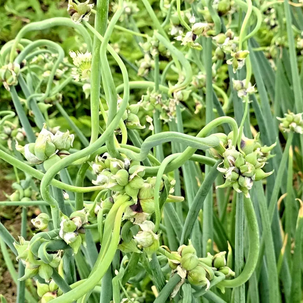 100 Egyptian Walking Onion Seeds – Top Sets Multiplier Tree Onion Perennial - Image 1