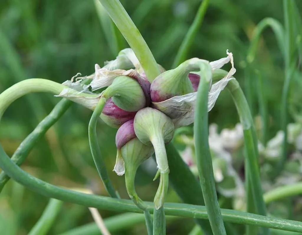 100 Egyptian Walking Onion Seeds – Top Sets Multiplier Tree Onion Perennial - Image 2