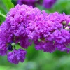 Purple Crape Myrtle Live Plant – Vibrant Blooms, 2 Ft Tall Shrub
