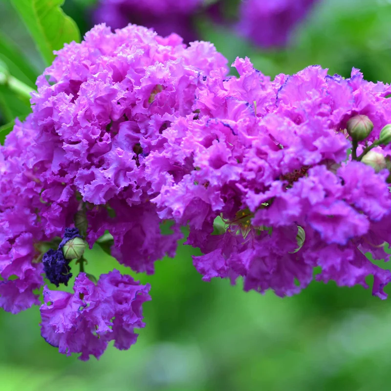 Purple Crape Myrtle Live Plant – Vibrant Blooms, 2 Ft Tall Shrub