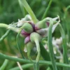 25 Egyptian Walking Onion Seeds - Multiplier Tree Onion Perennial - Image 1