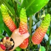 6 Awapuhi Shampoo Ginger Roots Rhizomes to Grow - Zingiber Zerumbet Pinecone Lily - Image 1