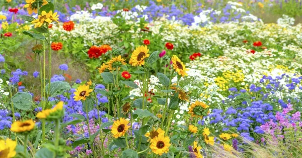 9 Best Flower Seeds to Start in February for Early Blooms