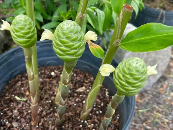 Growing Shampoo Ginger in Pots: Easy Guide to Potting Ginger Lilies