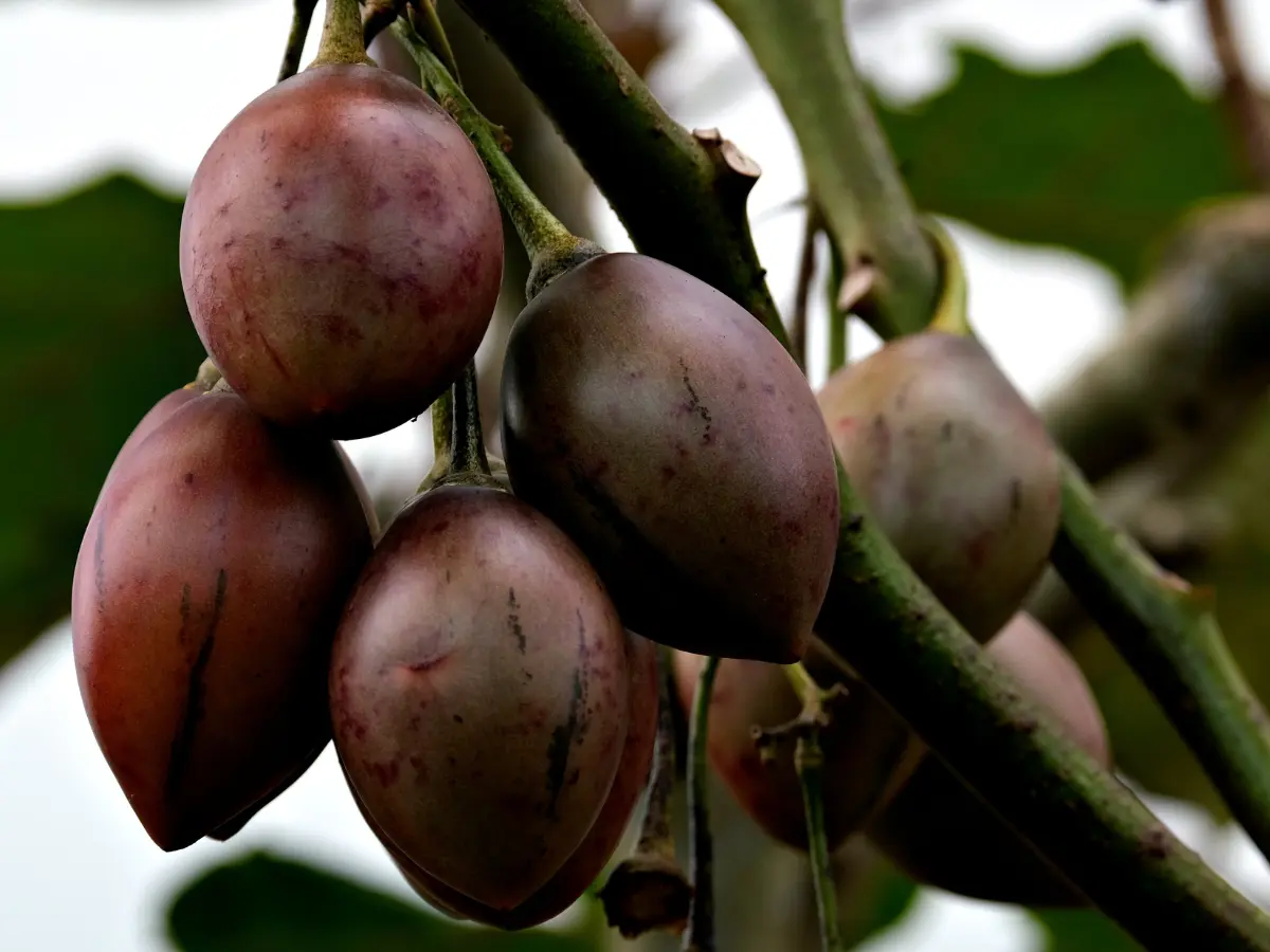 Grow Your Own Tamarillo Tree: Expert Tips for a Thriving Tree Tomato