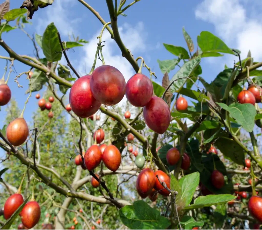 Grow Your Own Tamarillo Tree: Expert Tips for a Thriving Tree Tomato