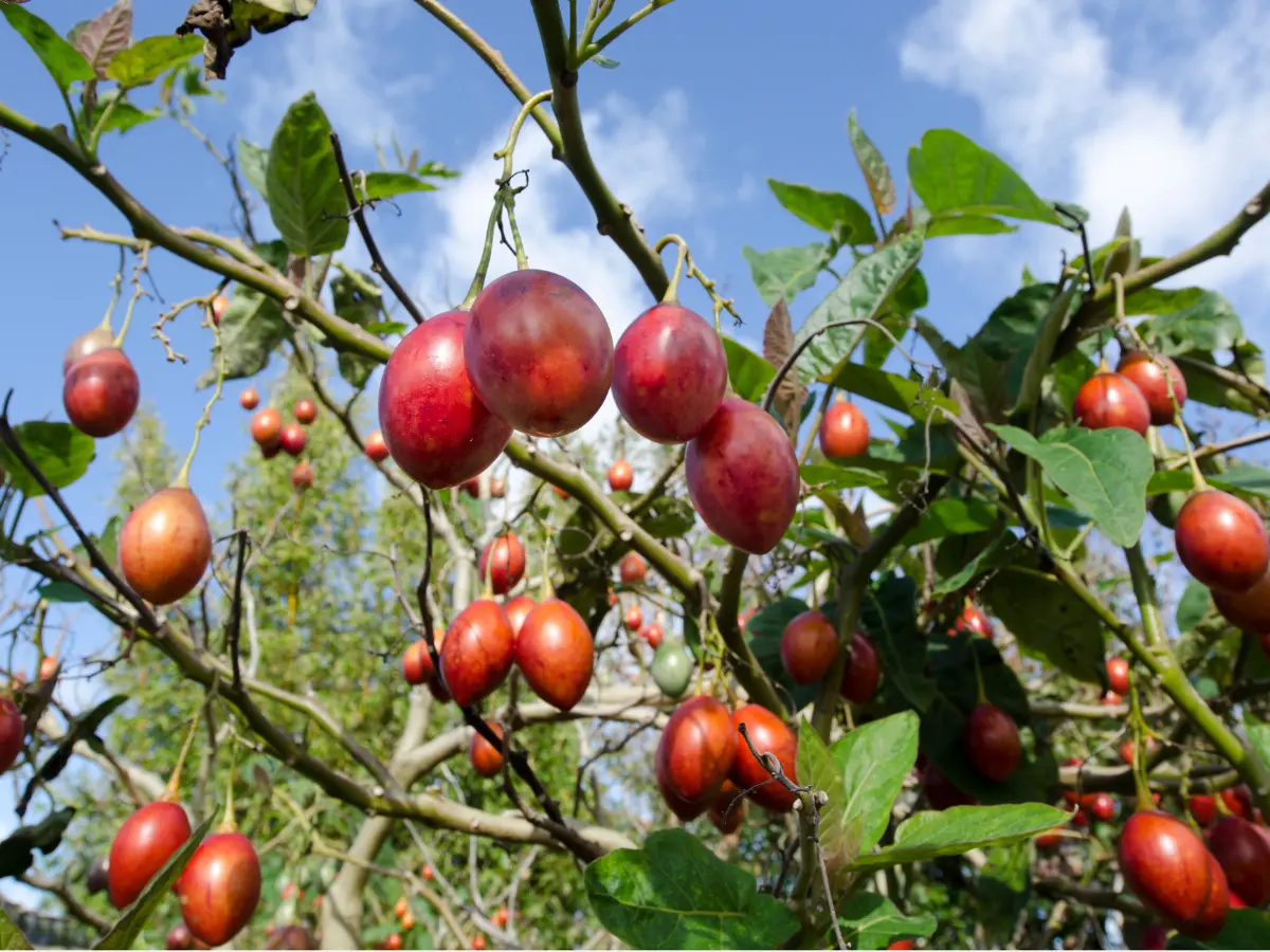 Grow Your Own Tamarillo Tree: Expert Tips for a Thriving Tree Tomato