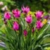 Curcuma Turmeric Ginger Plant Live, 4-8 Inch Tall, Ornamental Flowers - Image 1