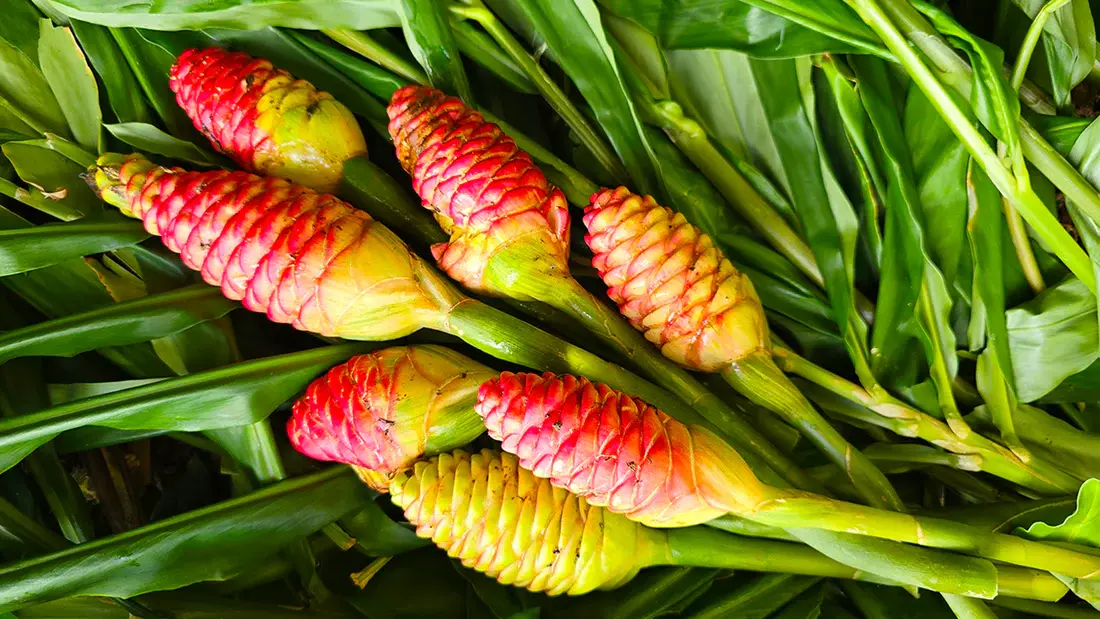 Growing Shampoo Ginger in Pots: Easy Guide to Potting Ginger Lilies