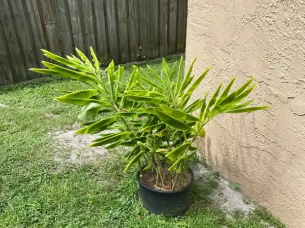 Growing Shampoo Ginger in Pots: Easy Guide to Potting Ginger Lilies