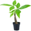 Money Tree Live Plant - Pachira Aquatica, Potted Houseplant for Indoor Decor - Image 1