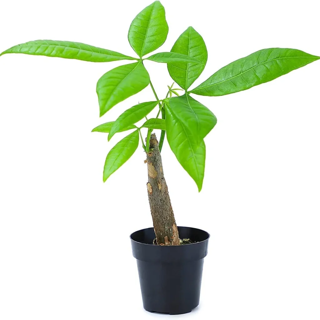 Money Tree Live Plant - Pachira Aquatica, Potted Houseplant for Indoor Decor - Image 1